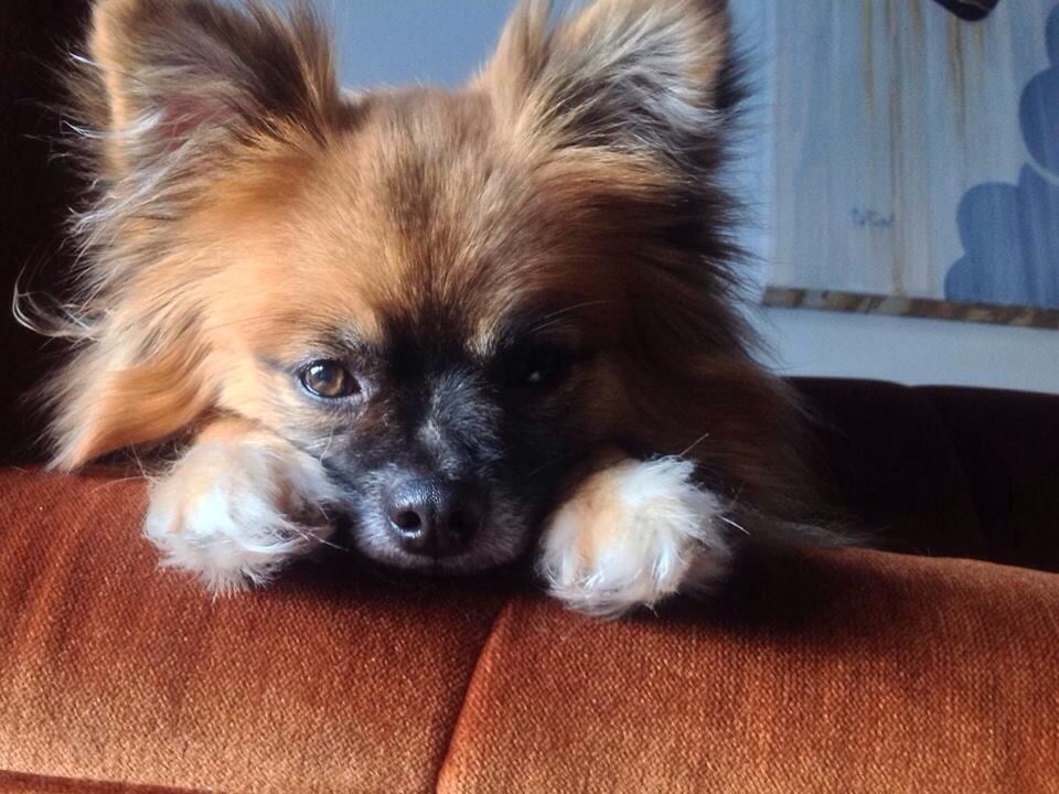 Rachele Z.'s profile image