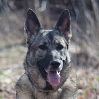 Ken Williams's profile image