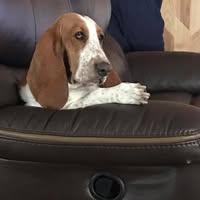 Ray Hubbard's profile image