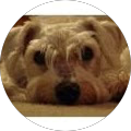 Fumiko Fujimoto's Profile Image