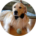 Vincent Bownes's Profile Image