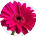 Beverly Thomas's Profile Image