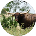 Wes Rolfe's Profile Image