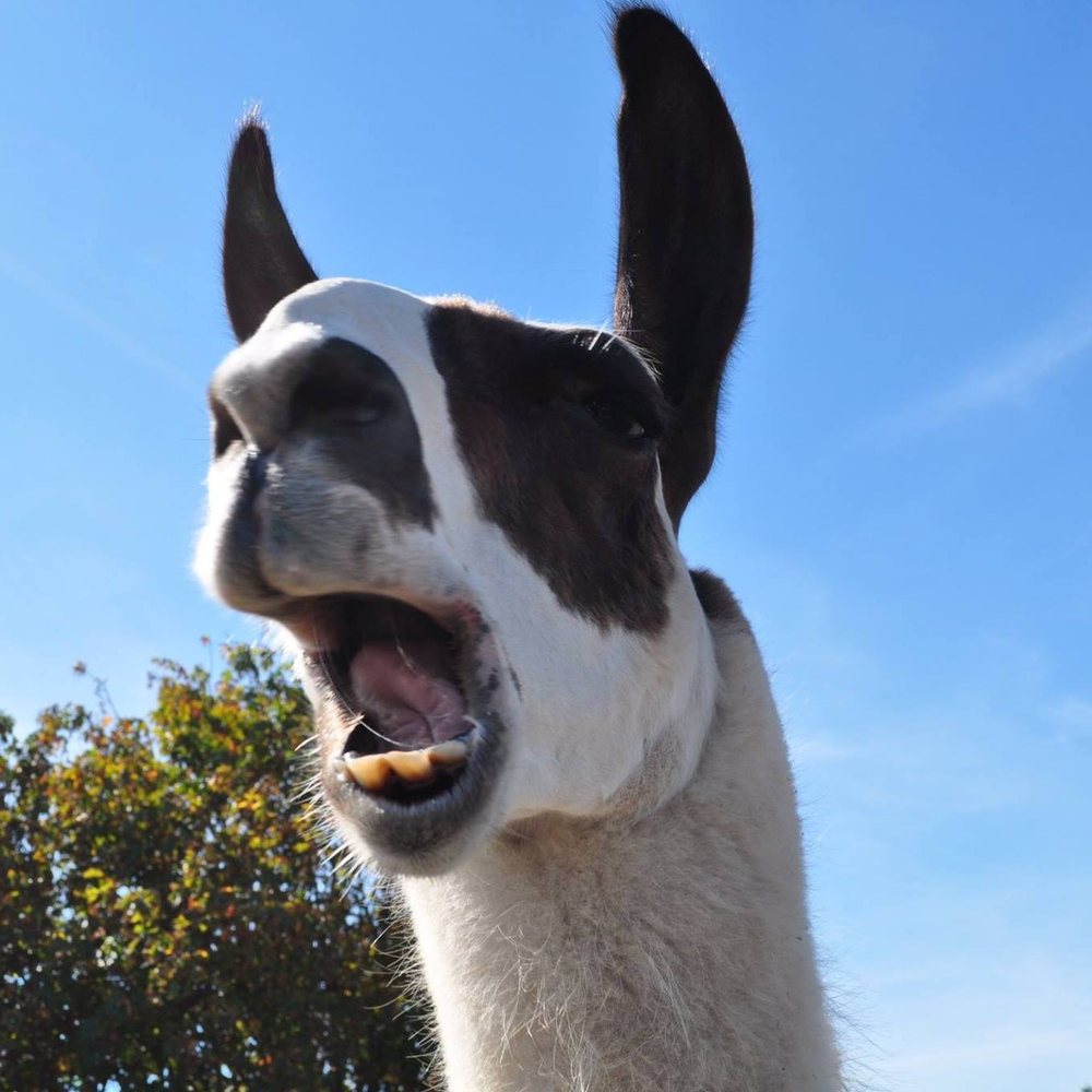 Terri J.'s profile image
