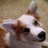 Kat Rainesalo's profile image