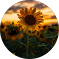 Jasmine's Profile Image