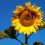 Glenda R.'s profile image