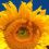 Maureen D.'s profile image