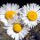 Bettina S.'s profile image