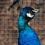 Linda A.'s profile image