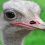 raed a.'s profile image