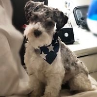 Dayna N.'s profile image