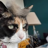 Joel Kammeraad's profile image