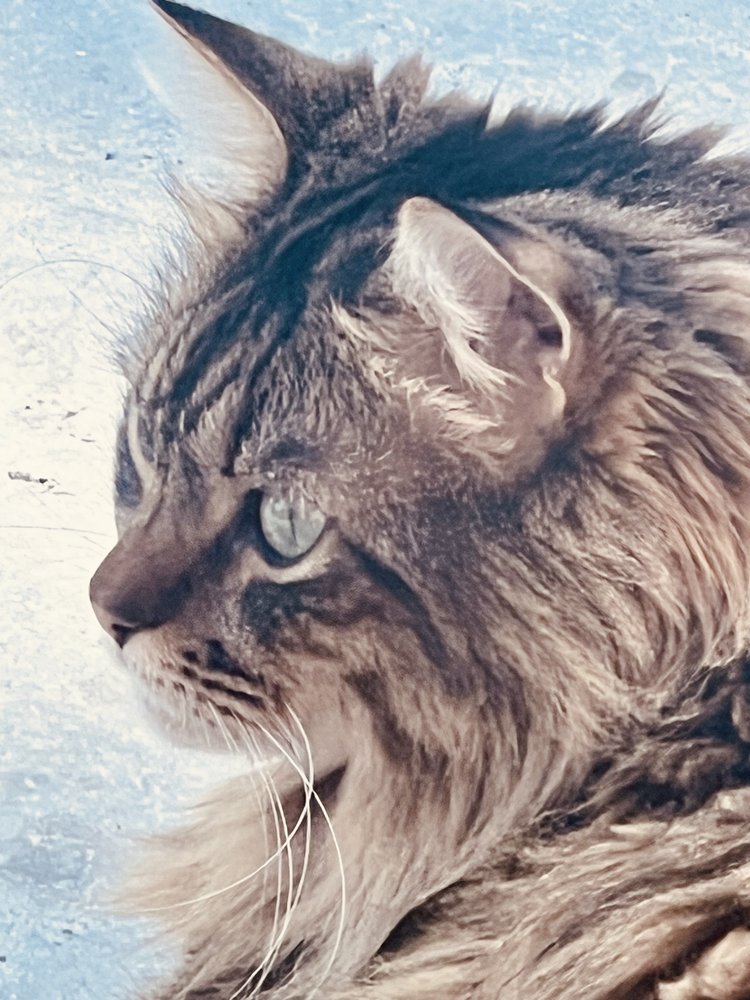 Britterfree C.'s profile image
