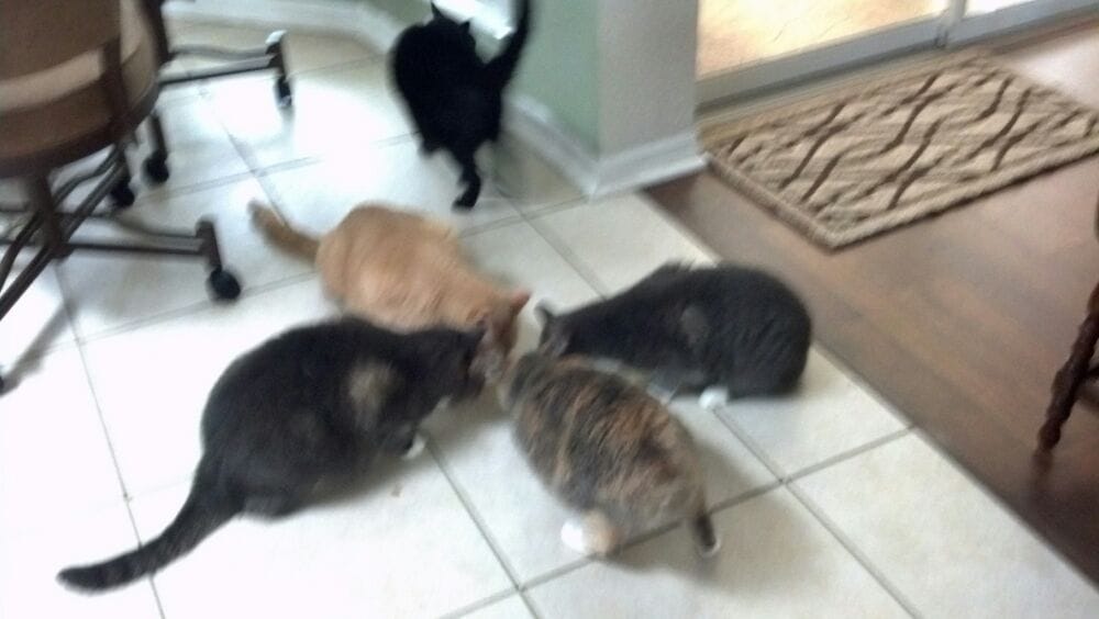 Patricia W.'s profile image