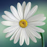 SDA's profile image