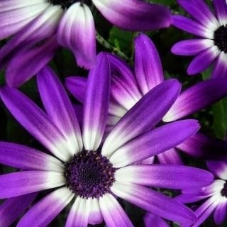 Sarah S.'s profile image