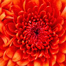 Carol W.'s profile image