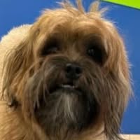 Les Donahue's profile image