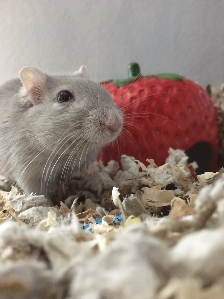 Lynne W.'s profile image