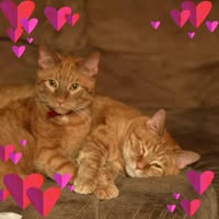 Tracy Loft's profile image