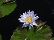 Thea C.'s profile image