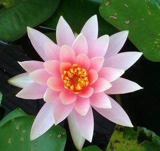 lori m.'s profile image