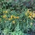 Carolyn Nolte Skeels's profile image
