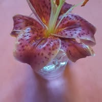 Regina Porterfield's profile image