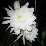 Johanna Aubel's profile image