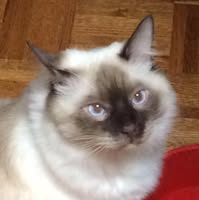 Cindy Hopkins's profile image