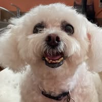 William Teal's profile image