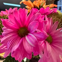 Cynthia Miller's profile image