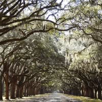 Linda Garris Shaffer's profile image