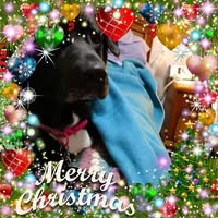 Peggy Halstead's profile image