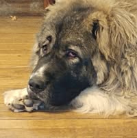 Tim Godair Allen's profile image