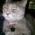 Rosalyn Chipkin Katz's profile image