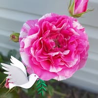 Debra Charles's profile image