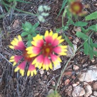 Jennifer Machacek Maddux's profile image