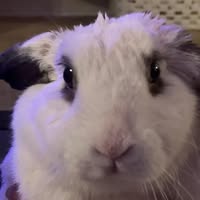 Stephanie To's profile image