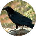 TheShadowPoet