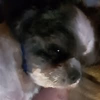 Alicia Breeding's profile image
