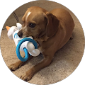 Carolyn Bonamo's Profile Image