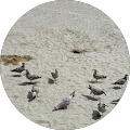 Richard Gale's Profile Image