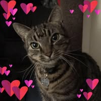Jennifer Milo's profile image