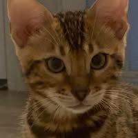 Brian Parent's profile image