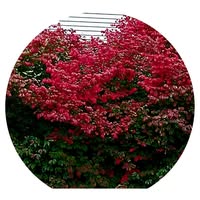 Carol Swords's profile image
