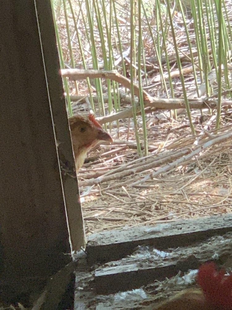 Olivia H.'s profile image