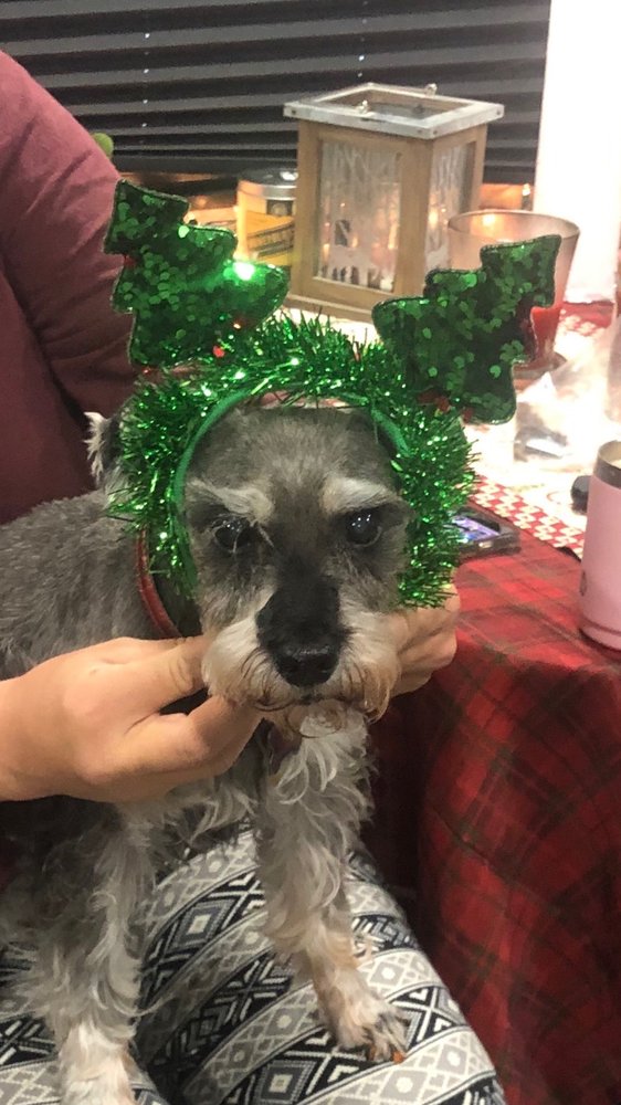 Darcy A.'s profile image