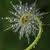Eileen South Bancroft's profile image